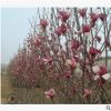 紫玉兰苗二乔玉兰树苗 红花玉兰绿化树庭院种植 精品特价基地直销