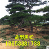 热销造型黑松 造型黑松 欢迎实地考察 多年生造型黑松