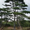 长期销售各种易成活平顶松 造型美观平顶松 景观绿化松