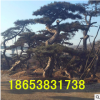 热销常绿性造型油松 各种规格造型油松 欢迎实地考察