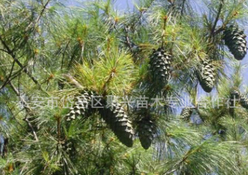 精品推荐各种规格华山松 耐寒耐旱华山松 质优价廉华山松