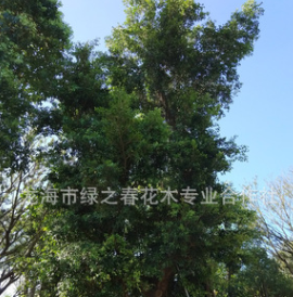 大量供应 小叶榕80-200公分 小叶榕苗木 红皮小叶榕 植物园小叶榕图3
