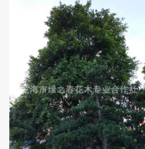 大量供应 小叶榕80-200公分 小叶榕苗木 红皮小叶榕 植物园小叶榕图1