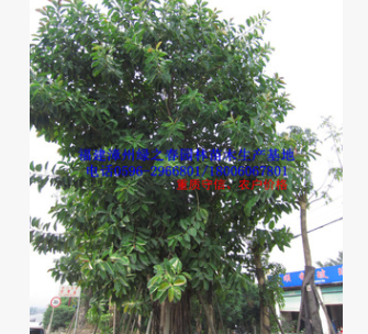 古树福建印度橡胶榕 胸径50-120公分风景树特大橡皮树图2