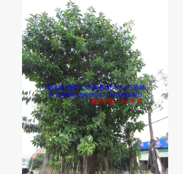 古树福建印度橡胶榕 胸径50-120公分风景树特大橡皮树图1