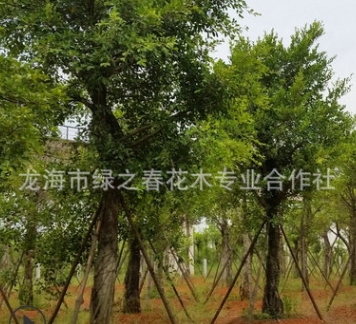 基地提供 小叶榕30-80公分 耐寒耐旱小叶榕树 小叶榕厂家基地图3