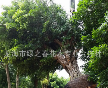 基地提供 小叶榕30-80公分 耐寒耐旱小叶榕树 小叶榕厂家基地图2