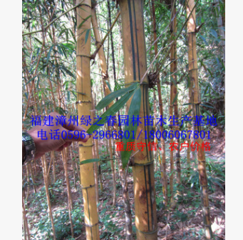 福建黄金间碧玉竹地径1-10公分高2-6米 漳州基地农户价格清场出售图1