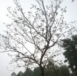 冠幅优美 福建黄花风铃木胸径10-30公分袋苗 漳州假植苗精品A货图3