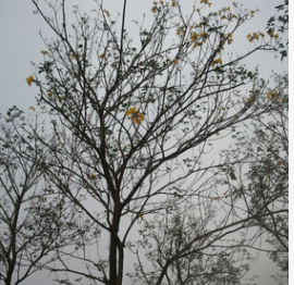 冠幅优美 福建黄花风铃木胸径10-30公分袋苗 漳州假植苗精品A货图2