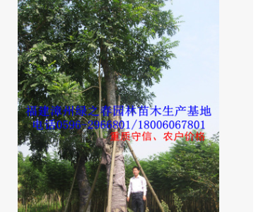 福建全冠特选精品大树 胸径40-80公分漳州桃花心木移植苗图3