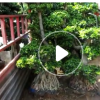 直销 红千层 美花 观花植物美花红千层 福建漳州红千层串钱柳