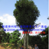 全冠精品丛生福建乔木四季桂30-50公分漳州月月桂移植苗 四季花香