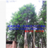 漳州秋枫袋苗假植苗 福建基地胸径20-40公分 精品特选A货
