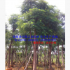漳州胸径20-30公分特选凤凰木袋苗木移植苗 福建红花楹冠幅优美