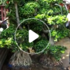 批发 黄花多花风铃木 黄花风铃木树苗 浙江江西湖南黄花风铃木