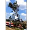 批发 红皮榕10-20公分 红皮榕树苗 红皮榕生货熟货 福建红皮榕