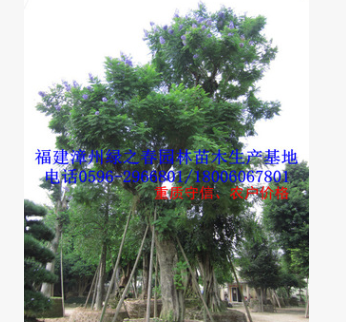 福建基地胸径30-80公分蓝花楹蓝雾树 精品A货漳州移植苗冠幅优美图1
