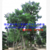 福建基地胸径30-80公分蓝花楹蓝雾树 精品A货漳州移植苗冠幅优美