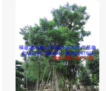 福建基地胸径30-80公分蓝花楹蓝雾树 精品A货漳州移植苗冠幅优美图2