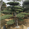 基地常年出售绿化苗优质造型松 适合园林规格齐全黑松优美景松