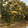 山东基地开花植物黄金丁香树 多种规格丁香树苗园林绿化苗木