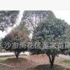 湖南茶花球基地 直批蓬径1.8米-2米的景观茶花球 精品茶花球批发