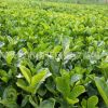 批发大叶栀子花小苗 工程绿化用大叶栀子地苗 花朵大 四季常青