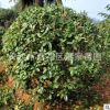 直销冠幅1.2米桂花球 湖南四季桂球 月月桂球自产自销