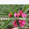 夹竹桃树_价格低_50-120公分高优质苗木批发