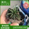 福建金边麦冬草苗 玉龙草矮 麦冬草 日本矮生麦冬草植物