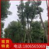 骨架切杆香樟 品质优美 基地直销批发 行道市政园林景观绿化工程