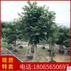 品质优美 本地火焰木基地直销批发 行道庭院市政园林景观绿化工程