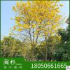 福建黄花风铃木树种植基地 供应 少花 多花黄花风铃木