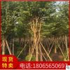 羊蹄甲 洋紫荆品质优美 基地直销批发 行道市政园林景观绿化工程