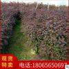红叶乌桕 品质优美 基地直销批发 行道庭院市政园林景观绿化工程