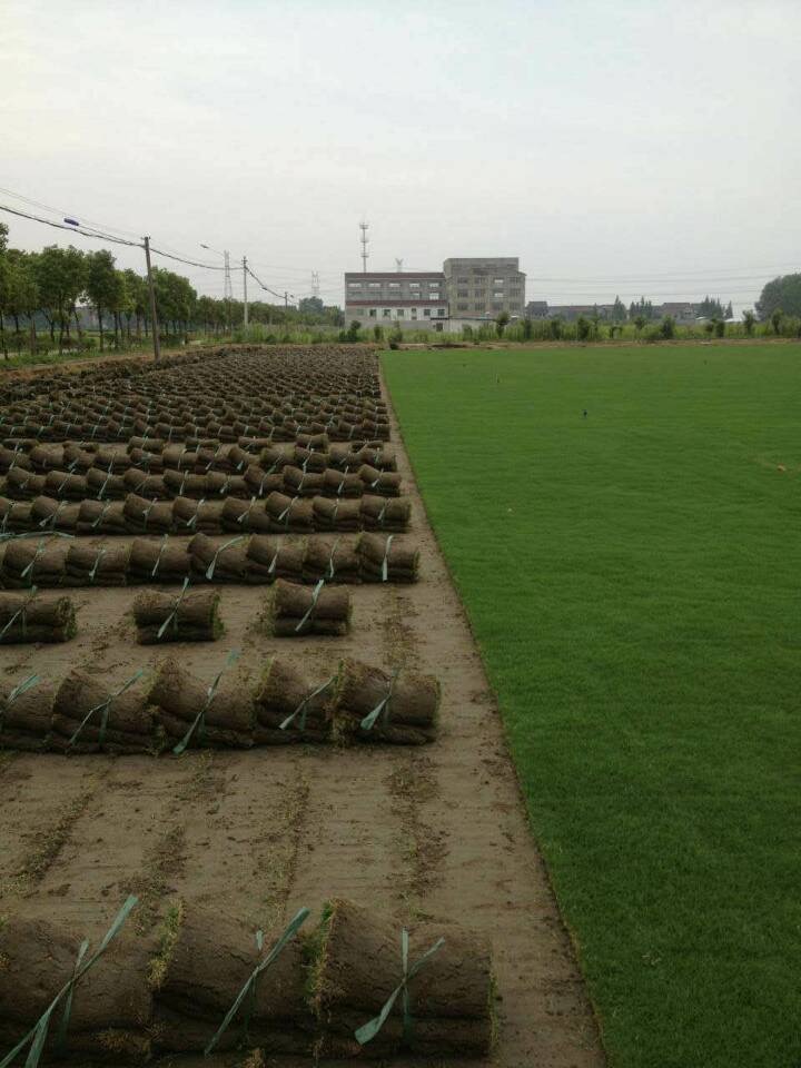 特价百慕大草，马尼拉草坪卷，土培果岭草15961543375图2