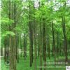 红叶白腊小苗批发彩色绿篱金叶白蜡树苗 行道风景工程绿化苗木