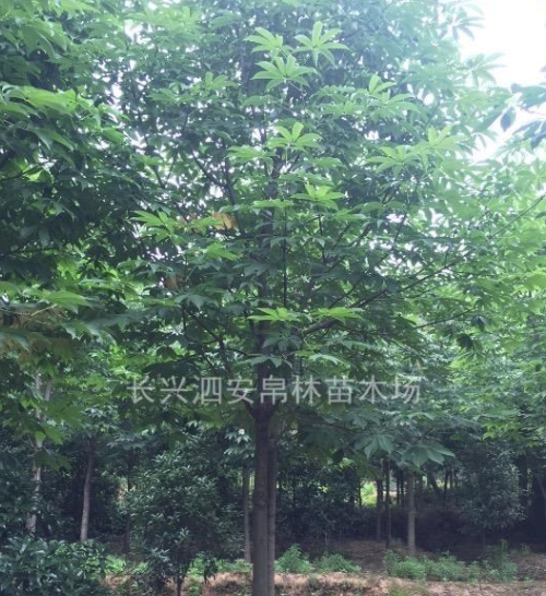 浙江长兴供应七叶树