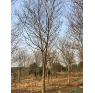 朴树图片\朴树报价