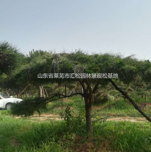 2019年供应造型景观松