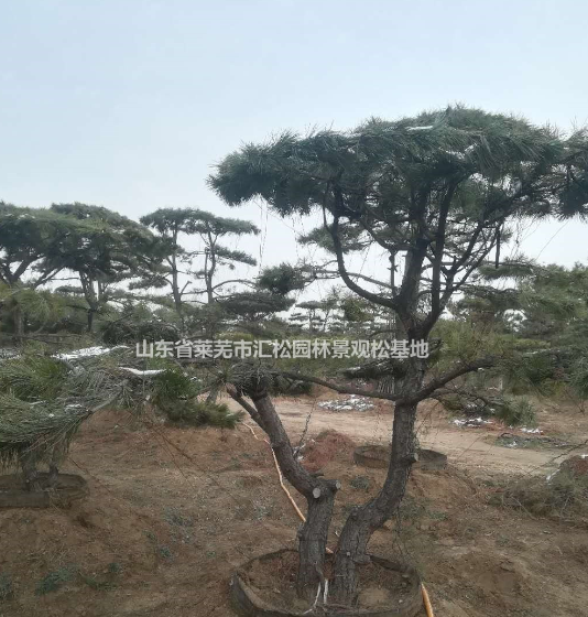 莱芜景松批发价格/造型景观松供应全国各地