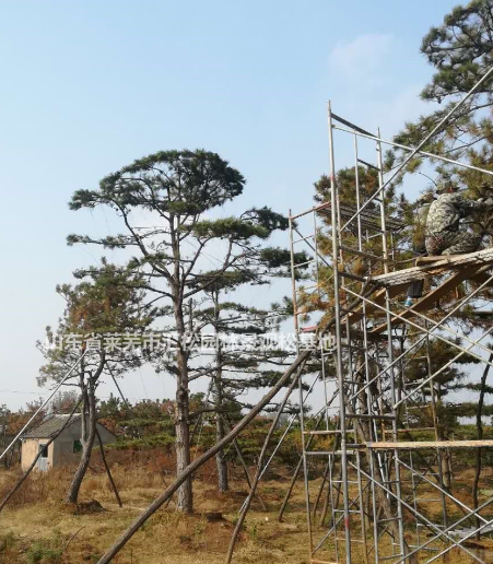 山东莱芜优质造型油松批发/油松盆景供应