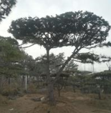 山东莱芜低价供应造型油松，造型油松市场行情