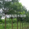 哪里可以买到国槐？山西国槐批发价格 ？国槐产地详情