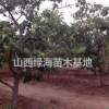 山楂树出售基地？
