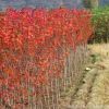 批发河南美国红枫树苗/园林绿化苗木/自由人槭“秋火焰”/基地直