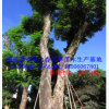全冠特选精品大树芒果 胸径50-100公分漳州芒果树移植苗 常绿古树