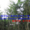 福建漳州基地小叶榄仁地苗袋苗胸径5-10公分层次漂亮 清场出售