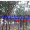 绿化苗木 印度橡胶榕 橡皮树胸径5-10公分 福建漳州橡皮榕倾销